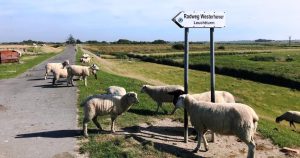 Ausflug von Sankt Peter-Ording mit dem Fahrrad, Radweg Westerhever Leuchturm 